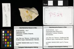 Foto (Objekt + Etiketten) von Ambulocapsa altilis (Robins,2013) 